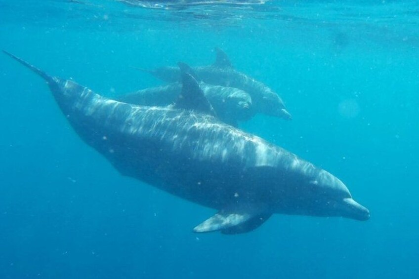 A dolphin swimming underwater. 5