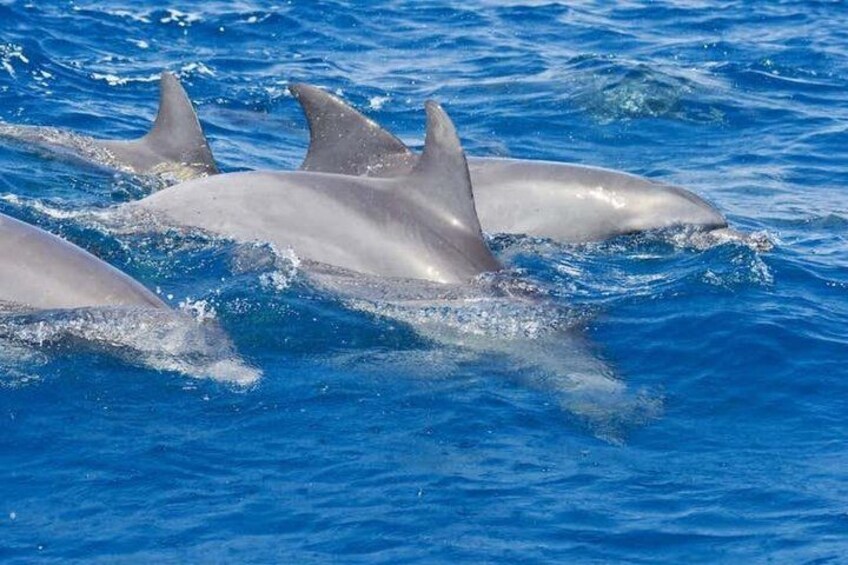 Dolphins swimming in blue water. 2