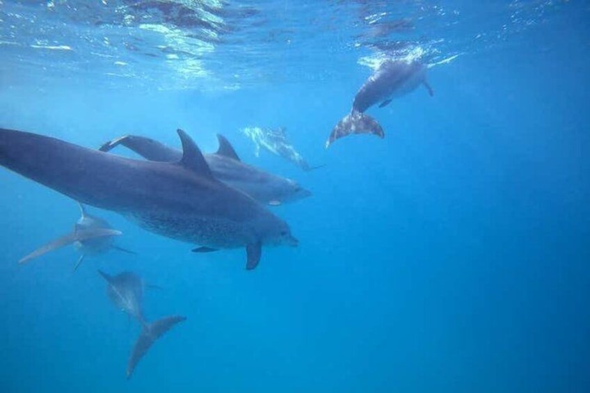 A group of dolphins swimming underwater. 3
