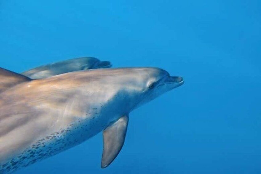 A dolphin swimming in clear blue water. 1