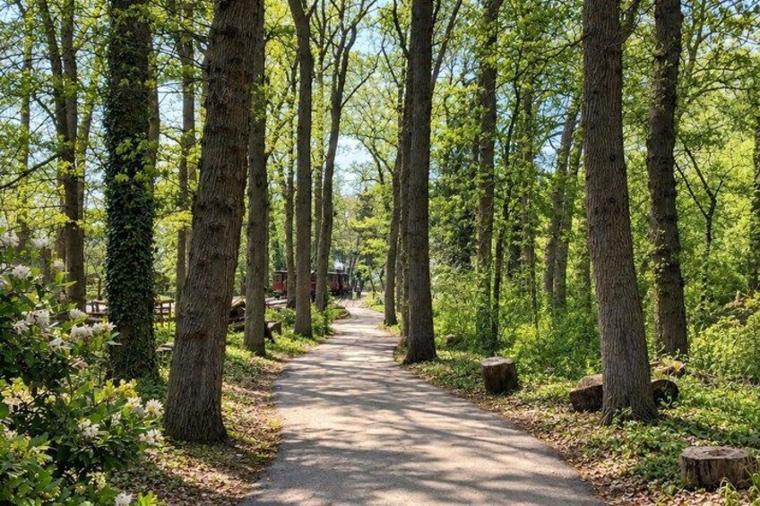 A forest path with tall trees, a clear sky, and a picnic area in the distance. 3