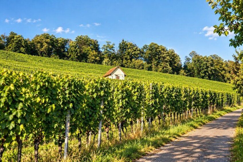 A vineyard with rows of grapevines, a dirt path, and a small building in the distance. 4