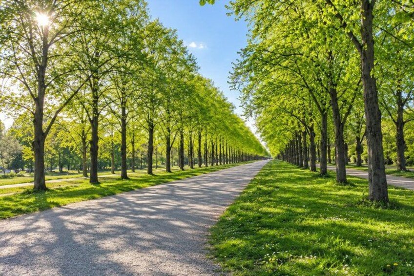 A tree-lined pathway with sunlight filtering through the leaves. 2