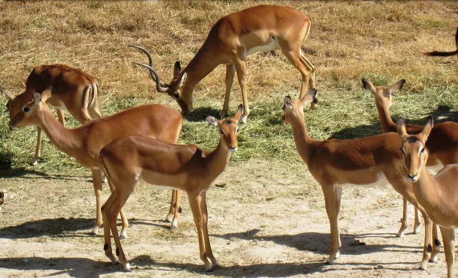 Un grupo de antílopes pastando en una sabana seca. 1