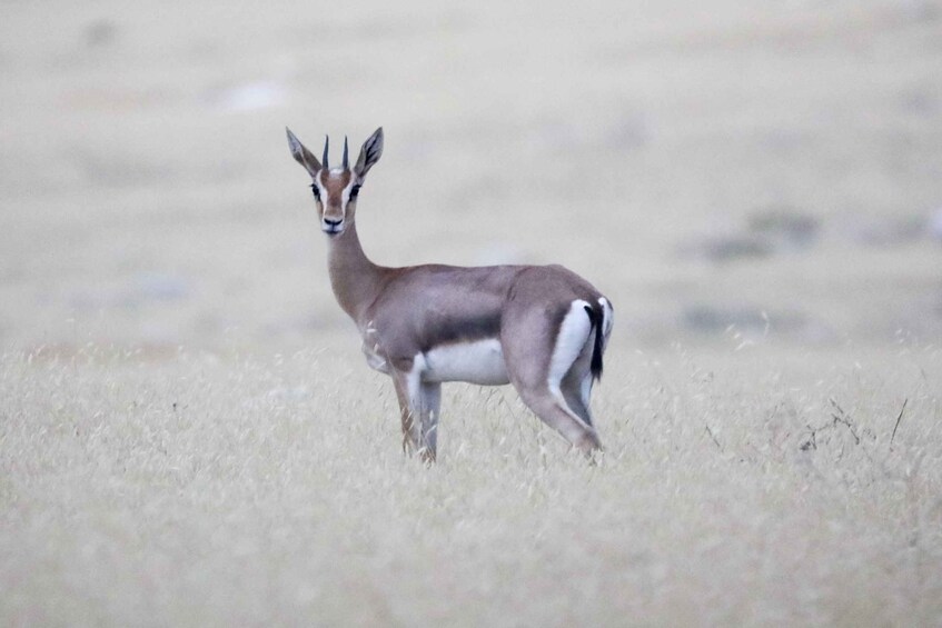 Una única antílope de pie en un campo herboso. 3