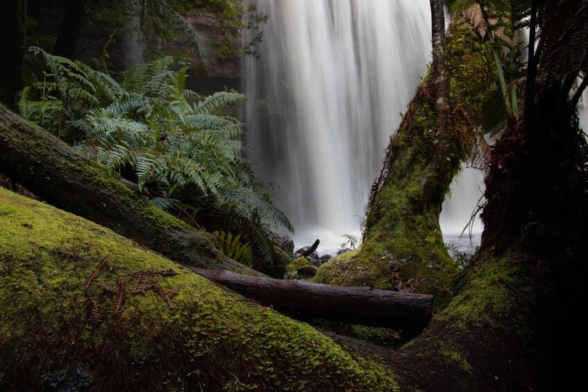 A lush forest with a waterfall, moss-covered logs, and ferns. 1