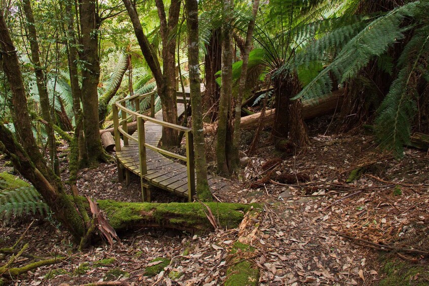 A wooden bridge in a forest with ferns and fallen leaves. 2