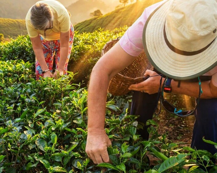 Two people harvesting tea leaves in a lush green field. 4