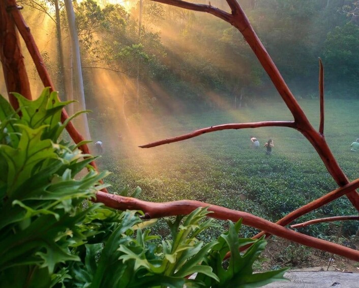 A forest with sunlight filtering through the trees, a clear sky, and a person walking in the distance. 3