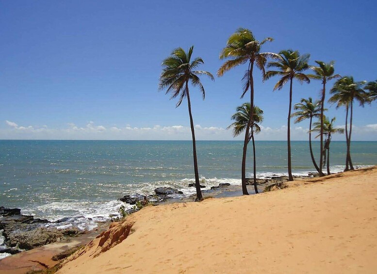 A sandy beach with palm trees and the ocean. 2