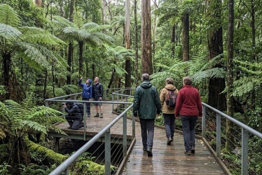 A group of people walking on a wooden bridge in a forested area with ferns and tall trees. 4