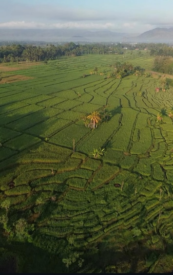 Un extenso paisaje agrícola con campos en terrazas y palmeras dispersas. 1