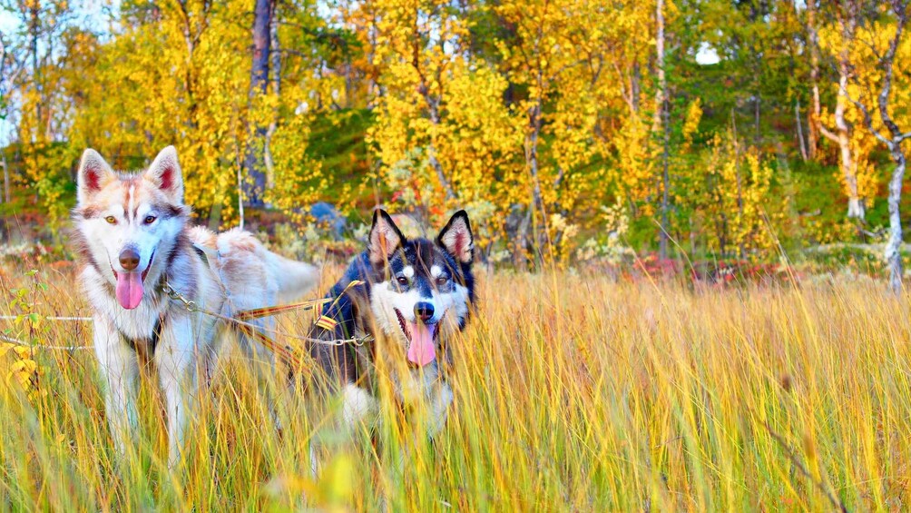 Private Husky Carting: Drive or Ride – 2h Drive from Tromsø 1