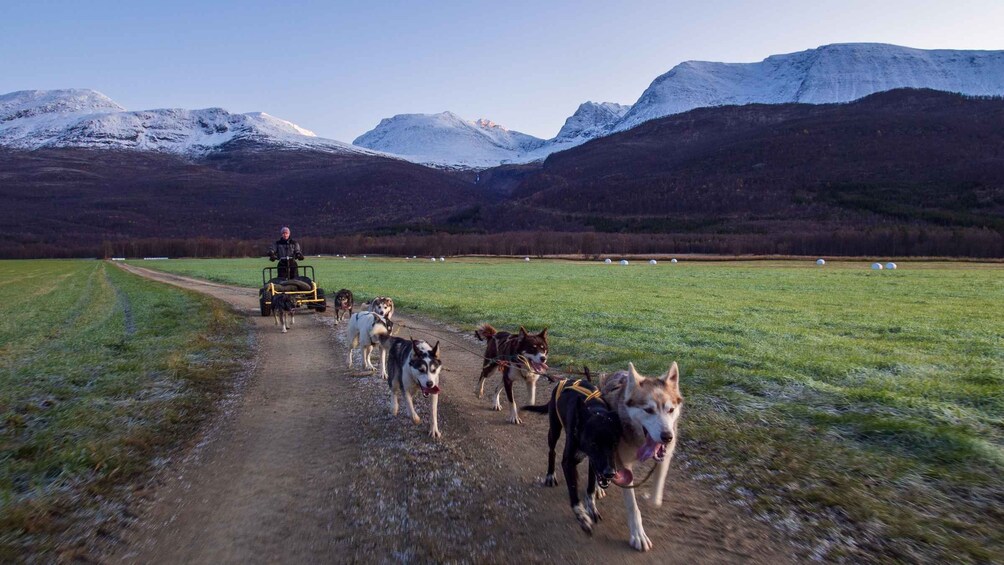 Picture 1 for Activity Private Husky Carting: Drive or Ride – 2h Drive from Tromsø 2