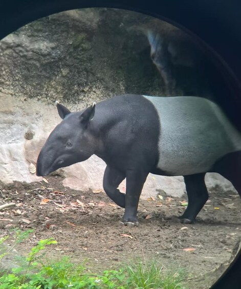 A large animal, possibly a hippo, in a zoo enclosure with a dirt ground and sparse vegetation. 4