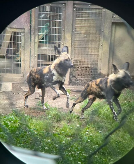Two African wild dogs running in an enclosure with metal fencing and a concrete wall. 5
