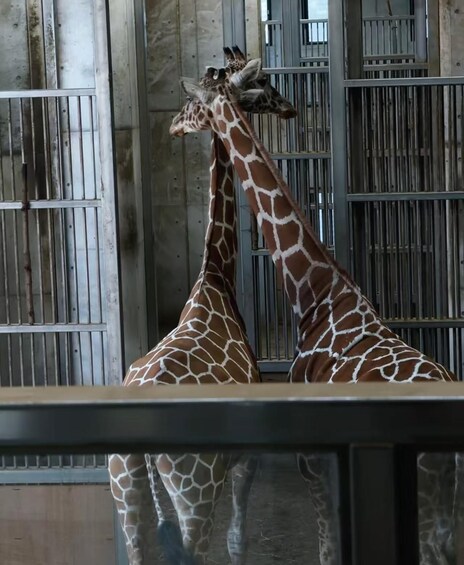 Two giraffes standing in a zoo enclosure with metal bars and wooden panels in the background. 1