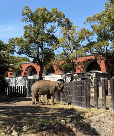 An elephant in a fenced enclosure with trees and a brick building in the background. 3