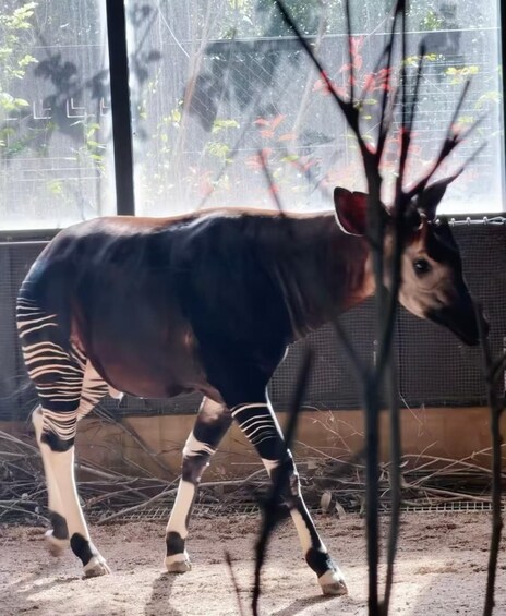 A zebra-patterned animal in a pen with a window in the background. 2