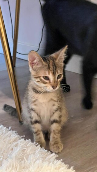 Picture 1 for Activity Bilbao: 1 Hour Entry Ticket to a Cat Café 4