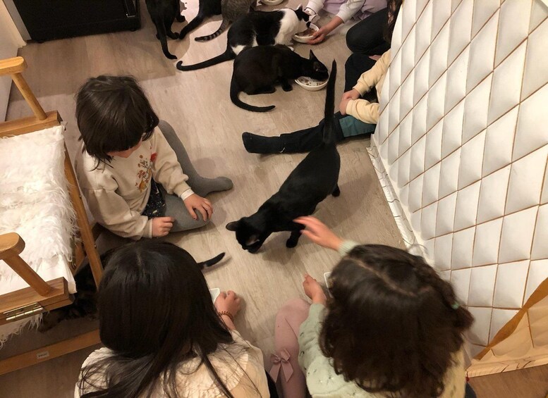 Picture 3 for Activity Bilbao: 1 Hour Entry Ticket to a Cat Café 2