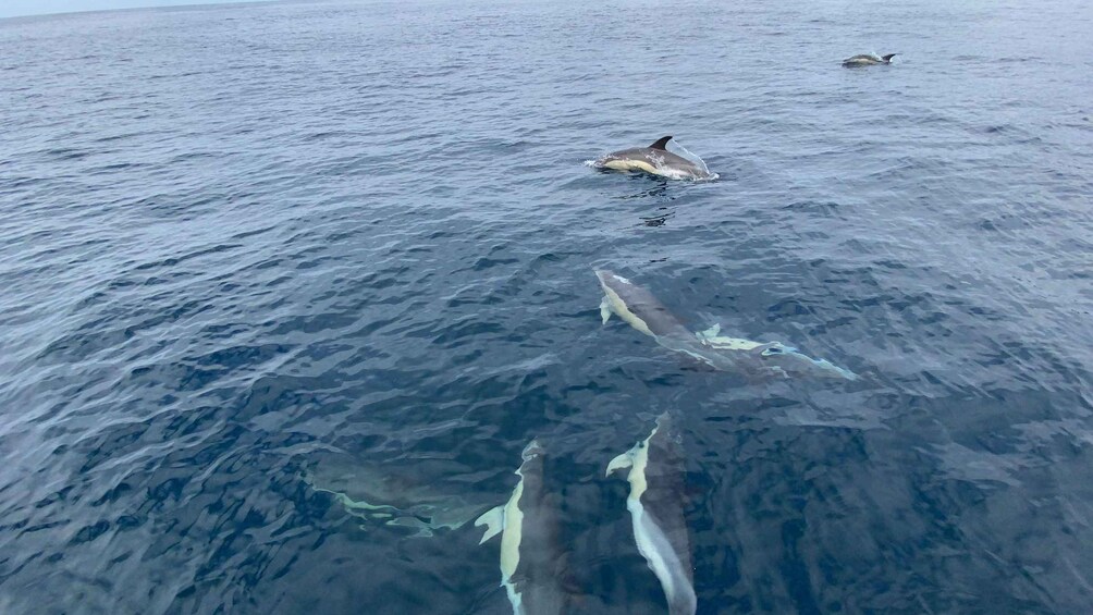 Picture 18 for Activity Sesimbra: Dolphin Watching with a Local Marine Biologist 3