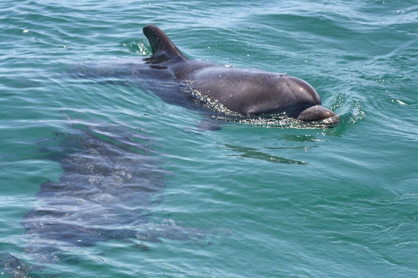 Picture 3 for Activity Sesimbra: Dolphin Watching with a Local Marine Biologist 5