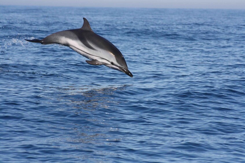 Sesimbra: Dolphin Watching with a Local Marine Biologist 1