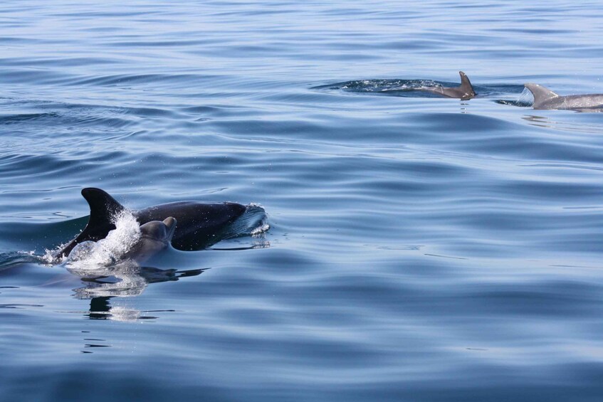 Picture 11 for Activity Sesimbra: Dolphin Watching with a Local Marine Biologist 4
