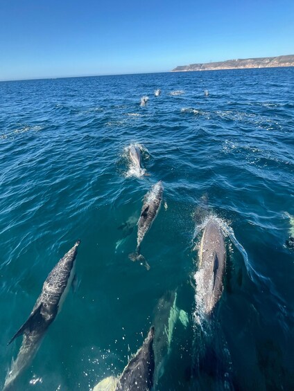 Picture 17 for Activity Sesimbra: Dolphin Watching with a Local Marine Biologist 2