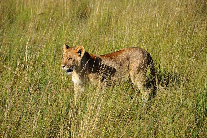 Un león caminando entre hierba alta. 2