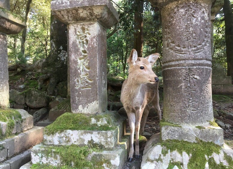 Nara Private Tour: Iconic Sights & Hidden Gems with a Local 1