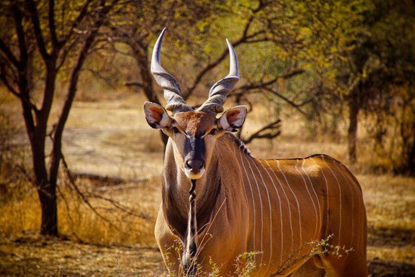 A kudu with large curved horns standing in a dry savanna with sparse trees. 1
