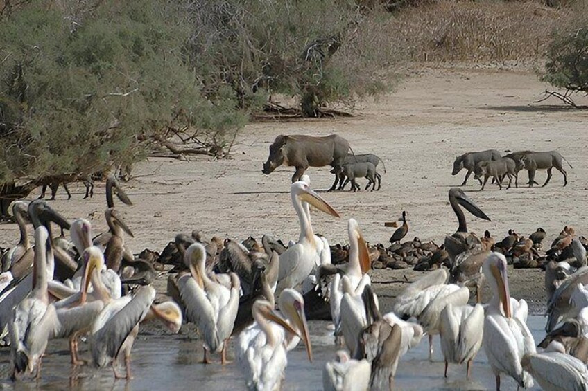 A group of pelicans and storks by a water body with elephants in the background. 2