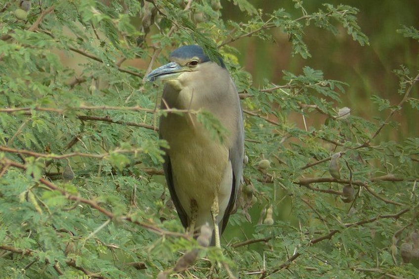 A bird perched among green foliage. 3