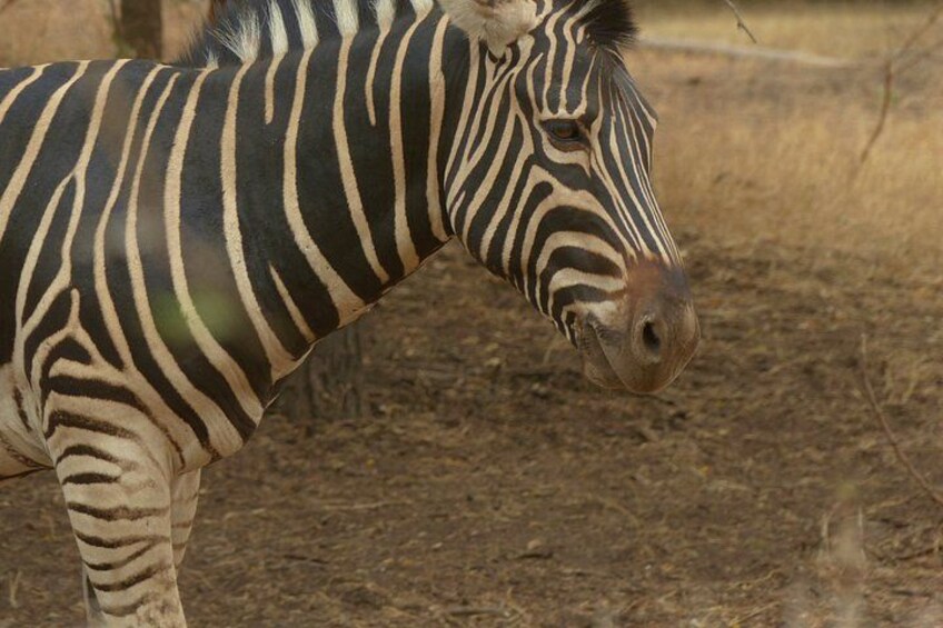 A zebra with distinctive black and white stripes, standing in a dry, grassy area. 4