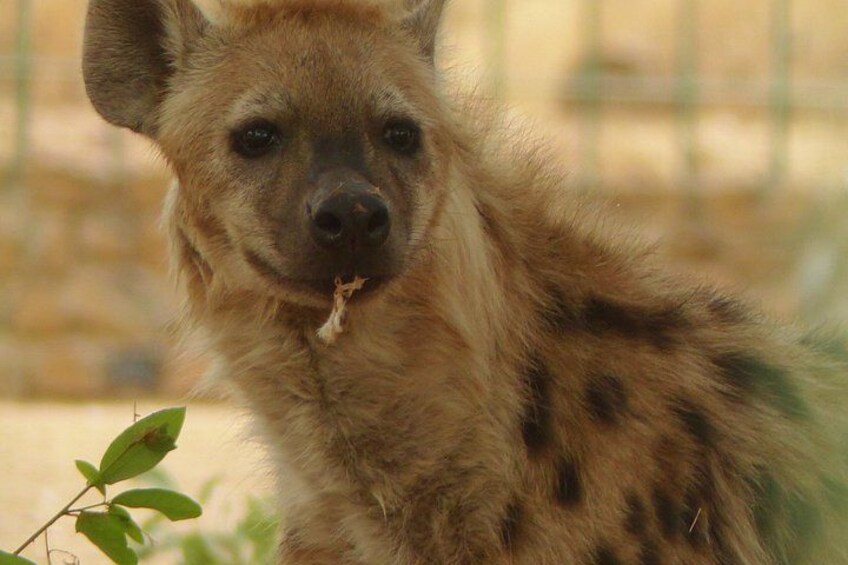 A hyena with a bushy tail and spotted fur, standing in a fenced enclosure with a blurred background. 5