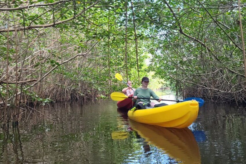 A person kayaking in a yellow kayak through a mangrove forest. 3