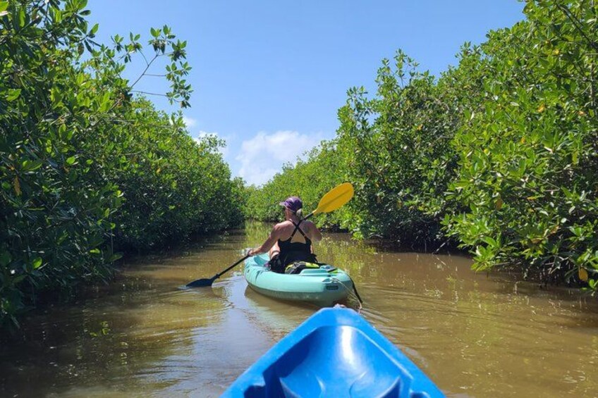 A person kayaking through a mangrove forest. 5