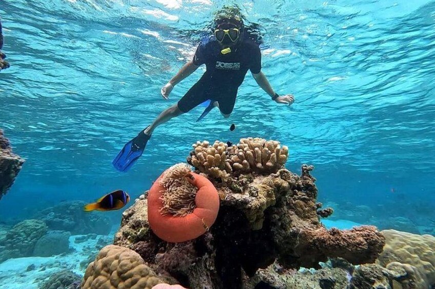 A vibrant underwater world awaits you for an unforgettable snorkeling experience. 3