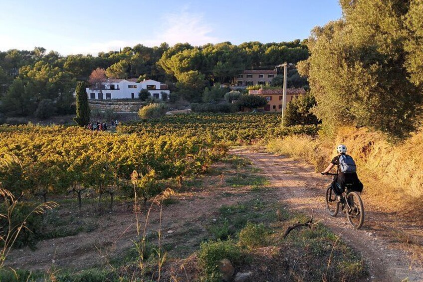 A vineyard path with a cyclist, rows of grapevines, and buildings in the background. 2