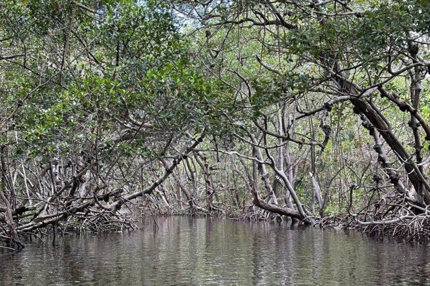 A mangrove forest with dense tree roots in water. 2