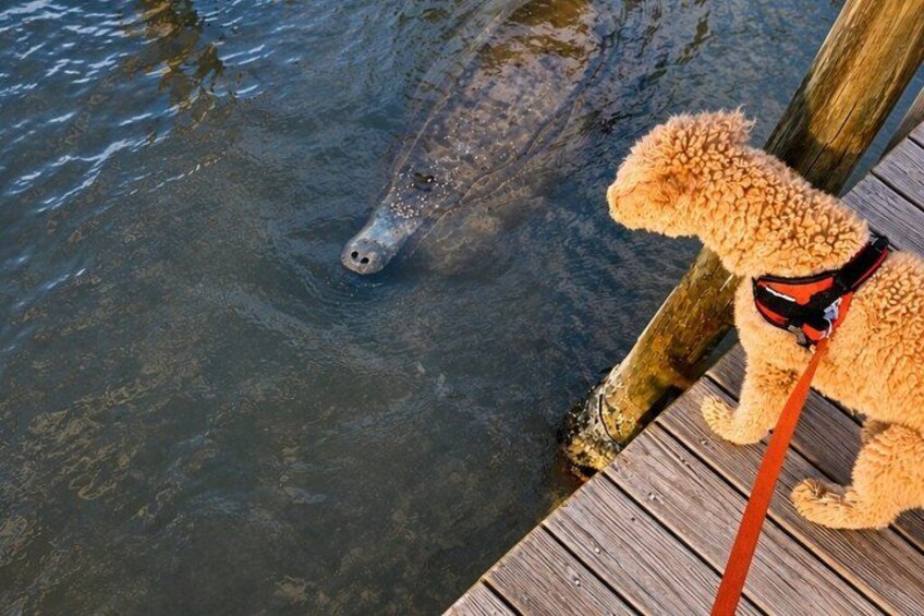 A dog on a leash by a wooden dock, looking at a fish in the water. 4