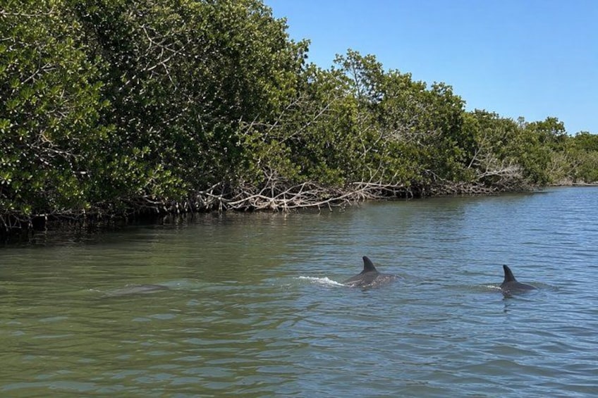 Two dolphins swimming in a body of water with dense mangrove foliage in the background. 2