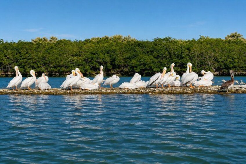 A group of white pelicans on a wooden platform in a body of water, with a forested shoreline in the background. 3
