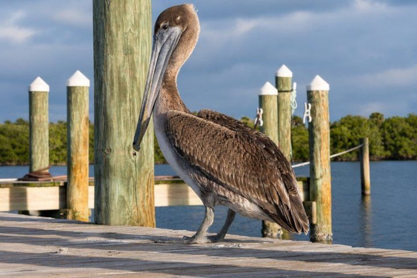 A pelican standing on a wooden dock with a body of water and trees in the background. 5