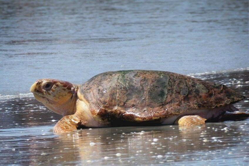A turtle on a wet surface. 2