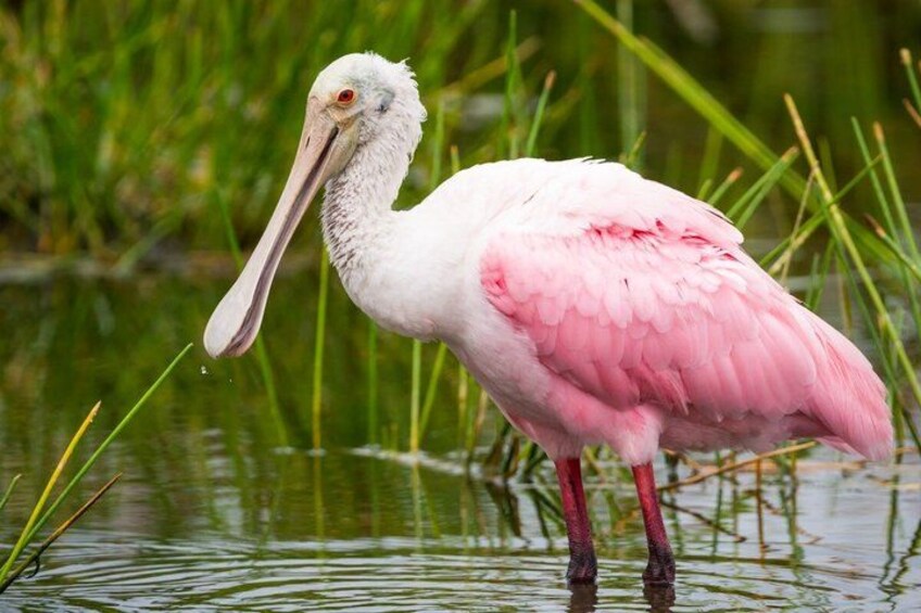 A pink flamingo standing in shallow water with green vegetation in the background. 3