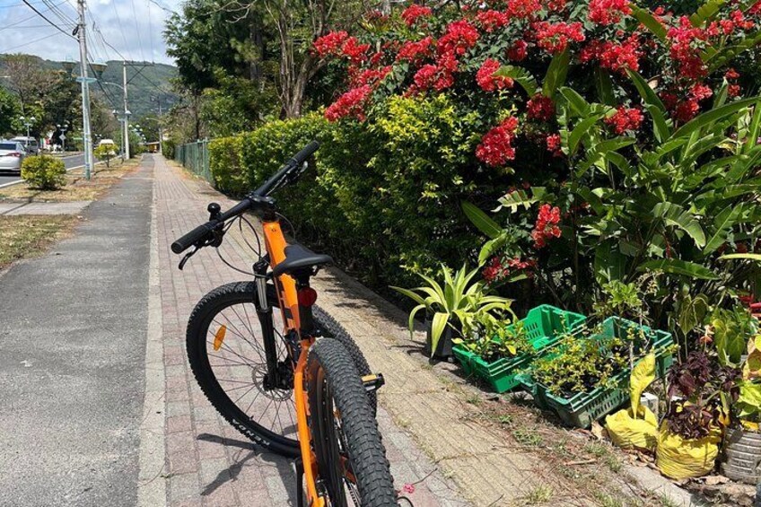 A bicycle parked on a paved path next to a garden with red flowers and green plants. 4