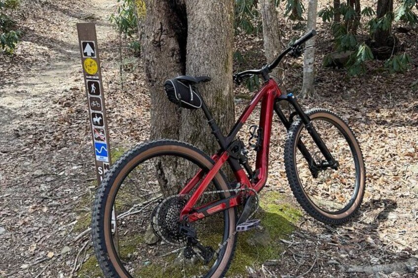 A red mountain bike leaning against a tree in a forest. 5